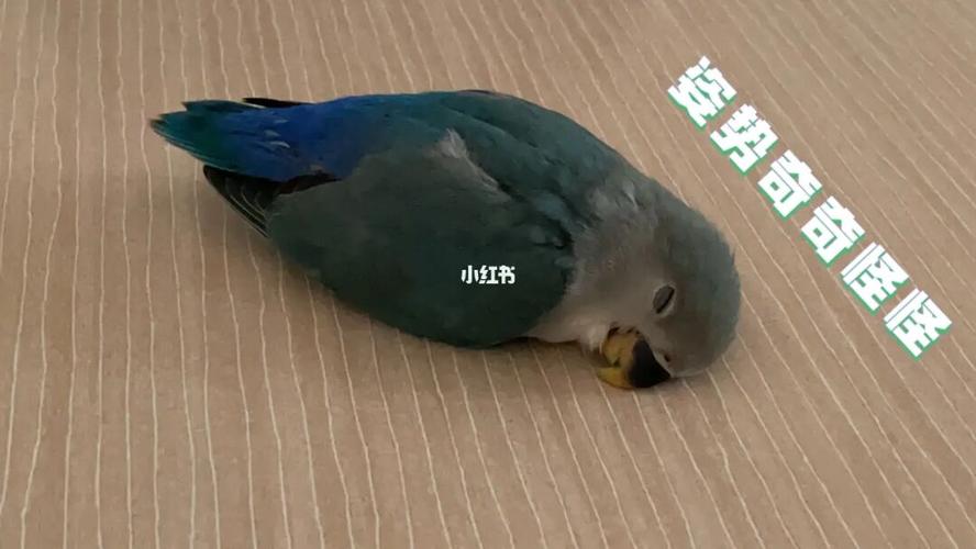 绿金顶蓝银顶蓝金顶