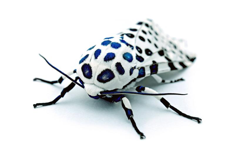 展开全部 豹蛾,学名"hypercompe scribonia",别称:梨豹蠹蛾,为鳞翅目