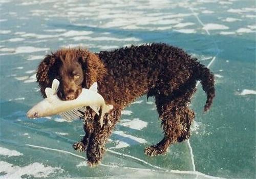 美国水猎犬的护理常识