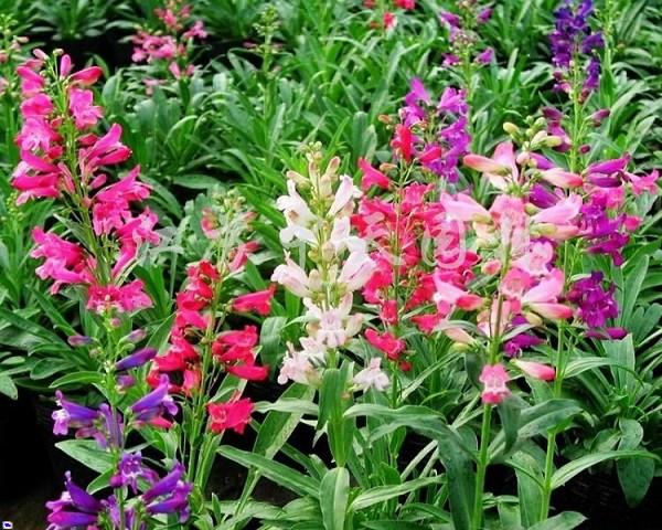 南充钓钟柳,山合水钓钟柳种植产地,毛地黄钓钟柳