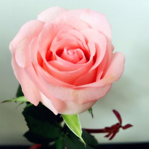 单支(1朵)粉玫瑰初恋鲜花戴安娜成都同城鲜花速递鲜花配送到家