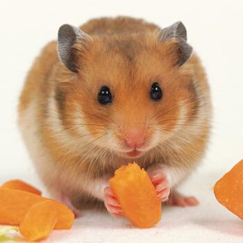 金丝熊虎纹熊奶牛熊眼圈熊米熊活体仓鼠宝宝宠物活体sn0262_ 6折现价