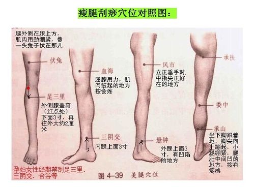 大腿淋巴结图