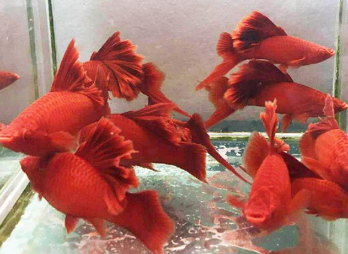 水族宠物高鳍菊花帆红剑鱼活体热带观赏红箭鱼淡水草缸鱼孕母包邮