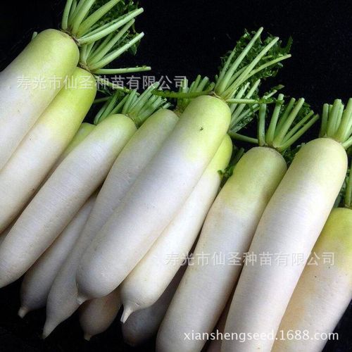 白萝卜种子 春白玉萝卜 春秋种植 10克装