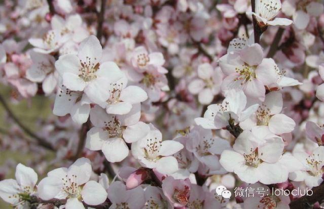 如何区分梅花,樱花,杏花和桃花
