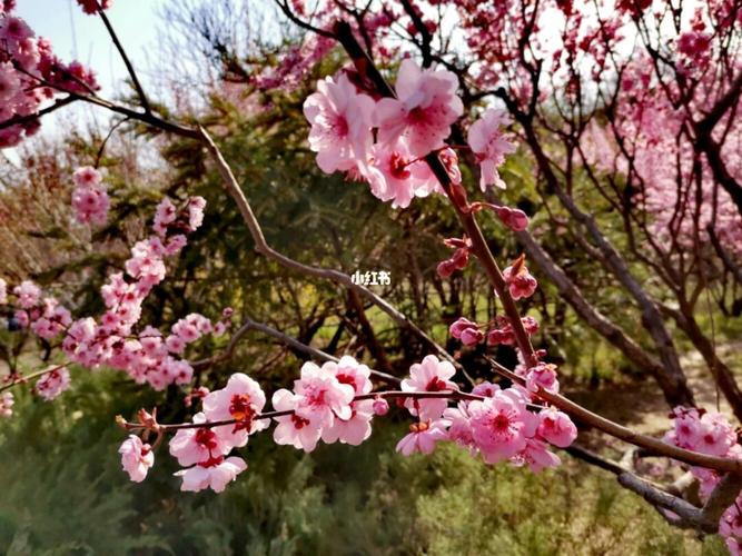 北京植物园桃花季94～_桃花_北海公园-白塔_颐和园