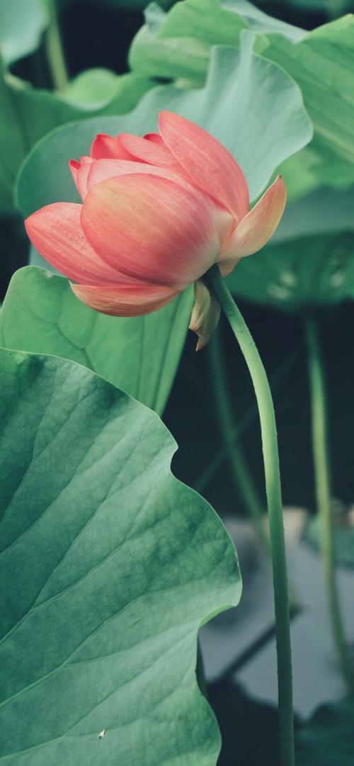 荷花- 堆糖,美图壁纸兴趣社区