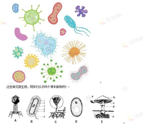 初三化学:我们身边的微生物——初中微生物考查点