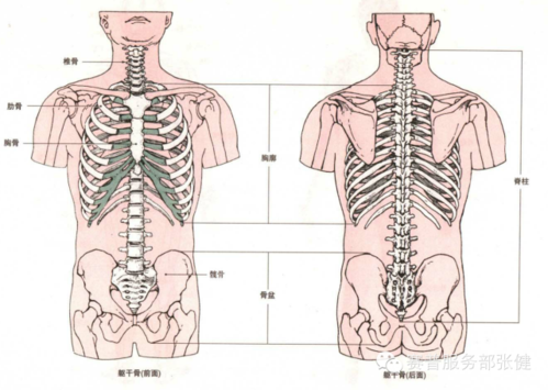 基础解剖的骨性标志(康复必看)