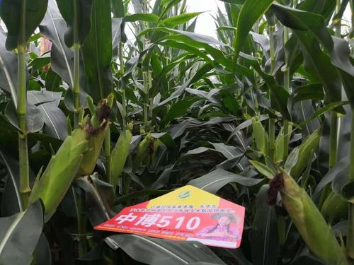 中博510,高产玉米种,审定区域广,国家级大品牌.