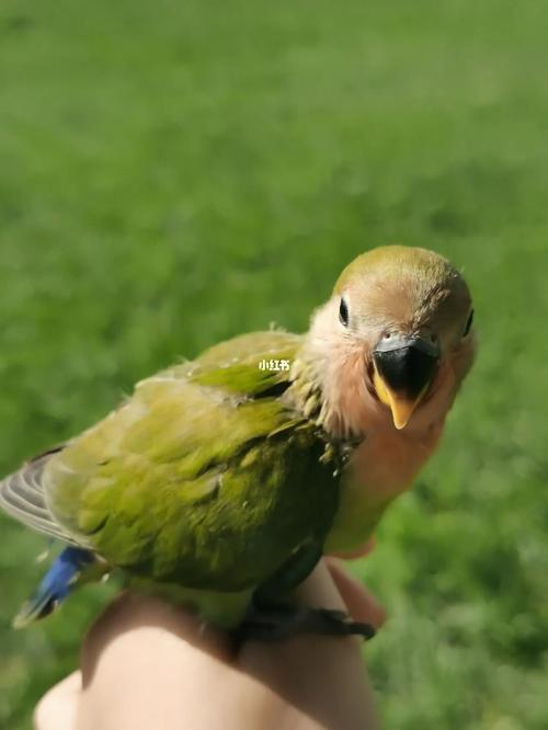牡丹绿桃_牡丹_鹦鹉_宠物_宠物其他