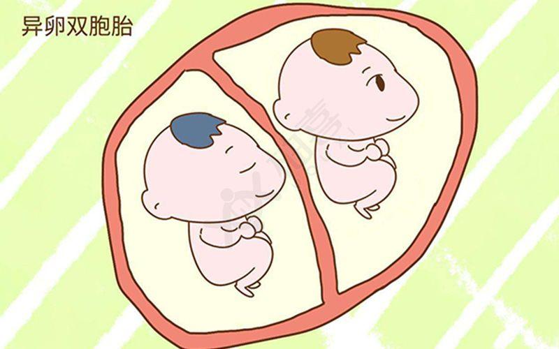 在母胎中发育的龙凤胎婴儿