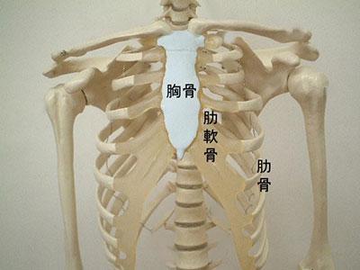 因为宝宝的肋骨还没完全发育完整,肋骨较软,才