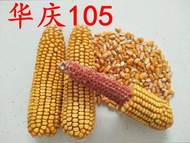 华庆105(第三积温带机收组,对照德1)布点中