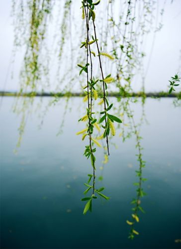 花拍腻了?别忘了早春的那一抹新绿,拍好了更养眼!
