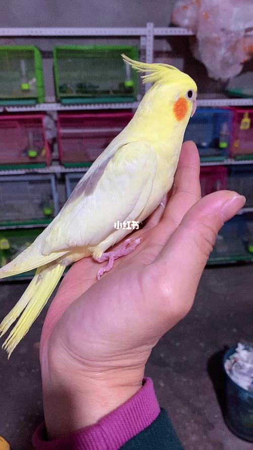 鹦鹉.玄凤.高派