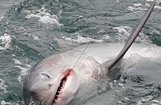 英男钓到重达250公斤的鲨鱼花了1个小时才成功将它拖上船