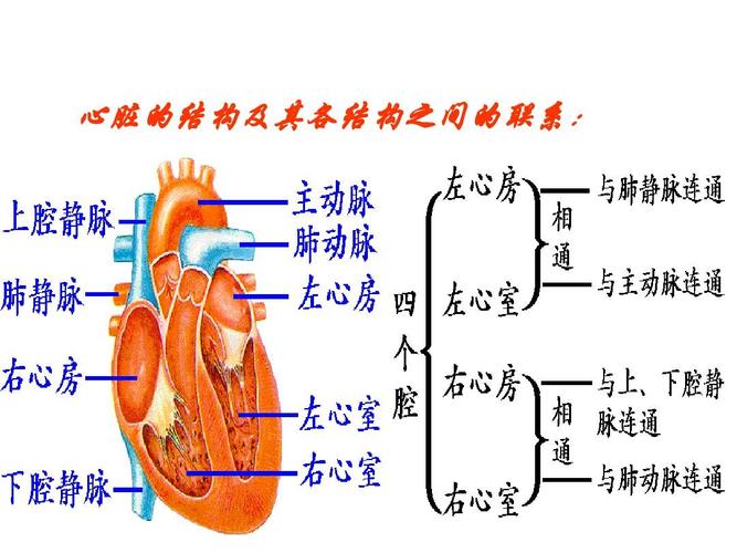 湖北省十堰市丹江口市习家店中学七年级生物教学课件:心脏,血液循环