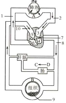 人体气体交换图简笔画