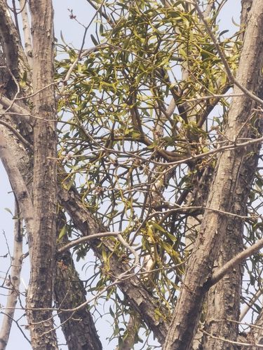日月峡中草药(1156)--槲寄生4