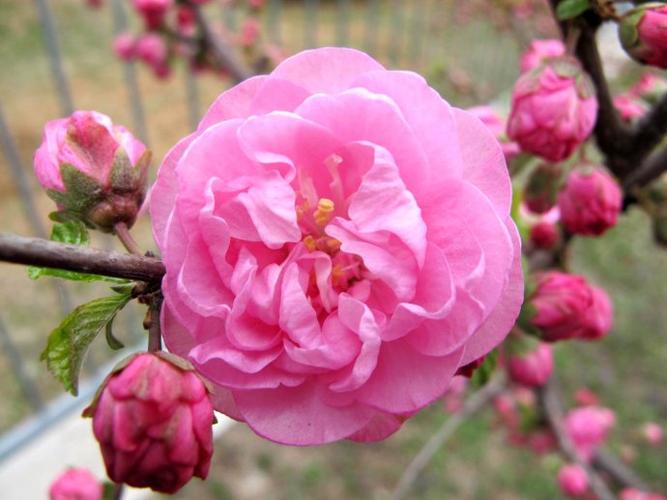 情系榆叶梅---图