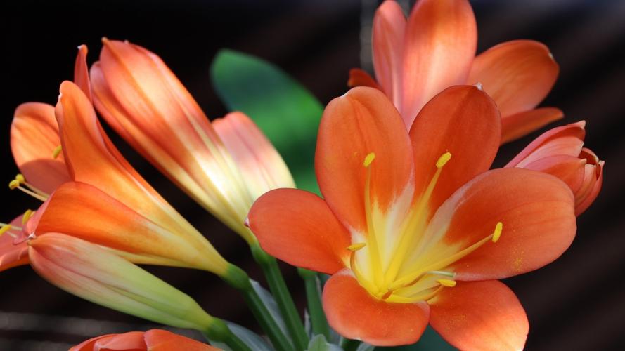 高清君子兰图片大图821