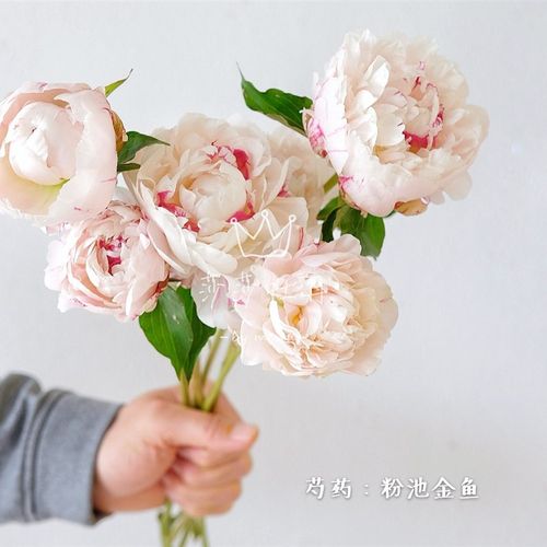 2021年花卉头像,2021阳光鲜花微信头像 菏泽观赏芍药苗正品重瓣地栽盆栽庭院阳台h种植花卉2021年秋季发