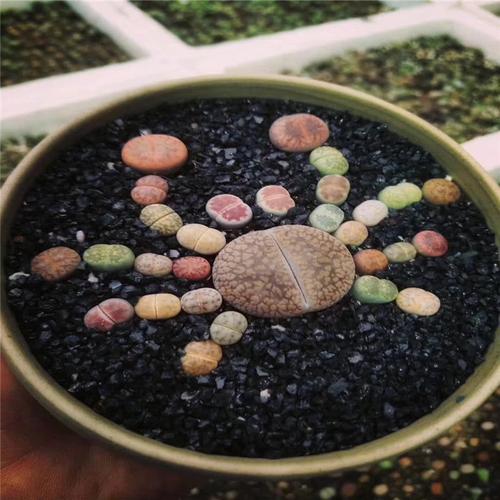 多肉植物生石花组合拼图 生石花大闸蟹 蜻蜓造型屁屁