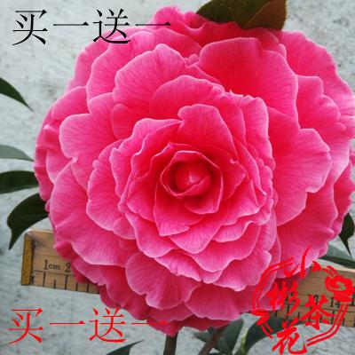 云茶鹤顶红情人节恨天高 室内绿植花卉阳台盆栽名贵云南品种茶花