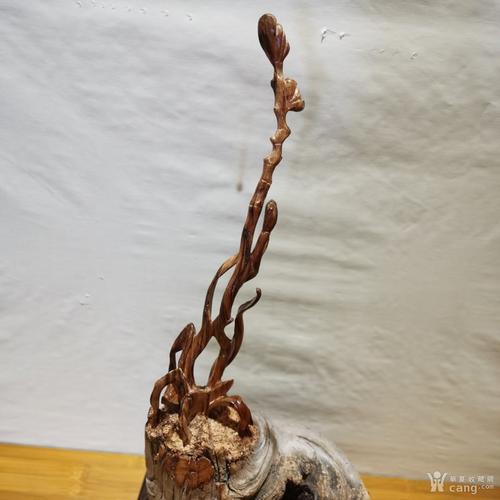 太行崖柏兰花