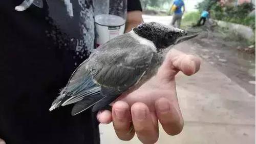 下面是我们将一只灰喜鹊幼鸟放回到树上的过程—— 最好找到它的巢