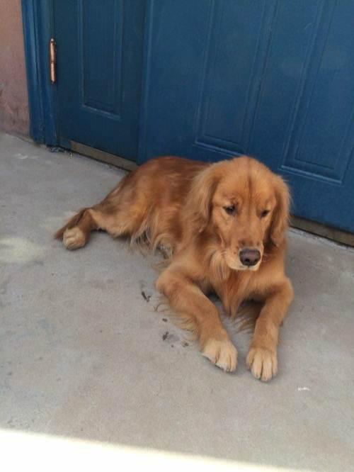 纯英系的金毛.颜色特别漂亮