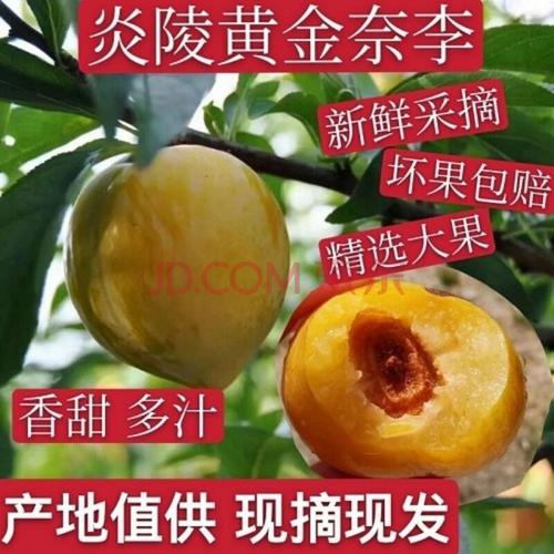 (现货速发)湖南炎陵特产黄金奈李 新鲜水果黄金李子 现摘甜脆脱骨李