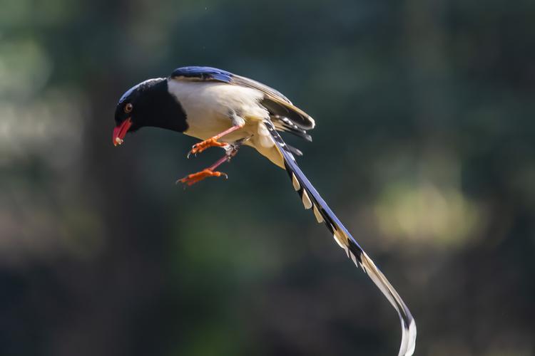 拍这个鸟时,稍不留神,就会把他的尾巴最尾部留在镜框外面了