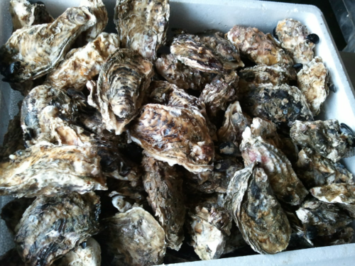庄河牡蛎