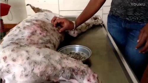 非洲皮蝇蛆病狗视频在线观看 - 西瓜视频