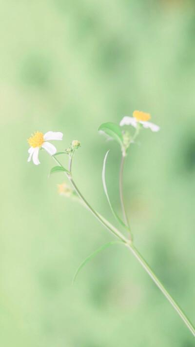 小清新护眼壁纸