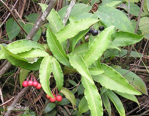 开喉剑植物形状