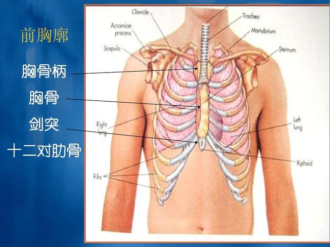 前胸廓 胸骨柄 胸骨 剑突 十二对肋骨 中国葛洲坝集团中心医院 三峡