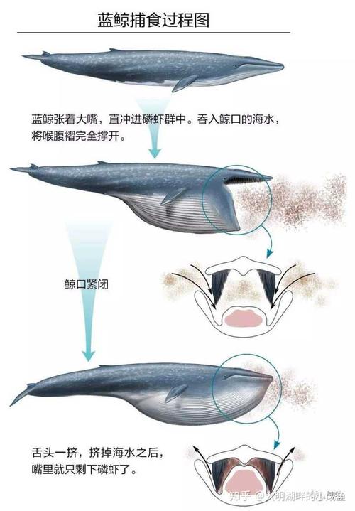 蓝鲸那么大,如果路过的什么虎鲸鲨鱼饿了上去随口咬一