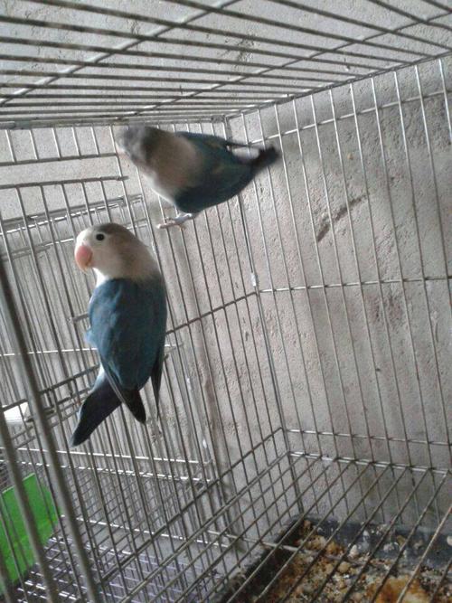 这几对牡丹鹦鹉都分别多大 能繁殖出什么品种怎么配最