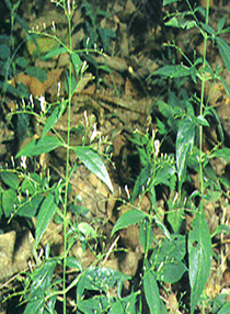 穿心莲的功效与作用