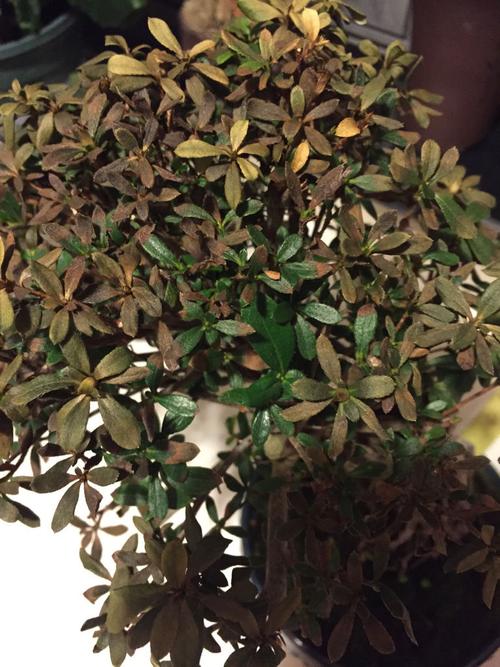 杜鹃叶子发黑枯萎怎么办