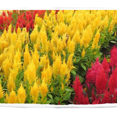 瑞升凤尾鸡冠花黄色