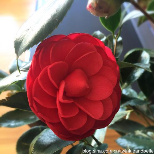 一株茶花,居然有两种花朵,一种是极对称的单瓣,一种是极繁复的重瓣