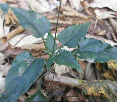 纤枝免儿风,属于被子植物门,单子叶植物纲,霉草目,菊科,兔儿风属的
