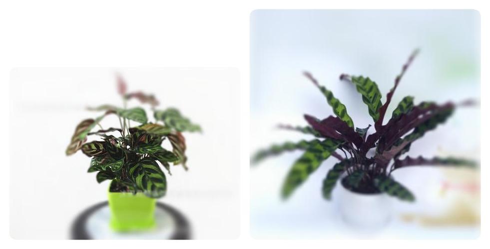 竹芋叶子变枯打卷?竹芋叶子打卷是正常吗?