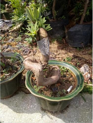 野生桩头嫁接本地罗汉松盆景