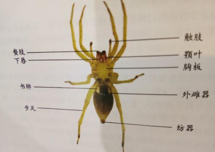 蜘蛛为什么不是昆虫?